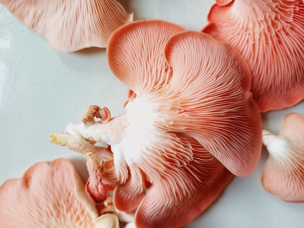 Home grown pink oyster mushrooms on a white worktop
