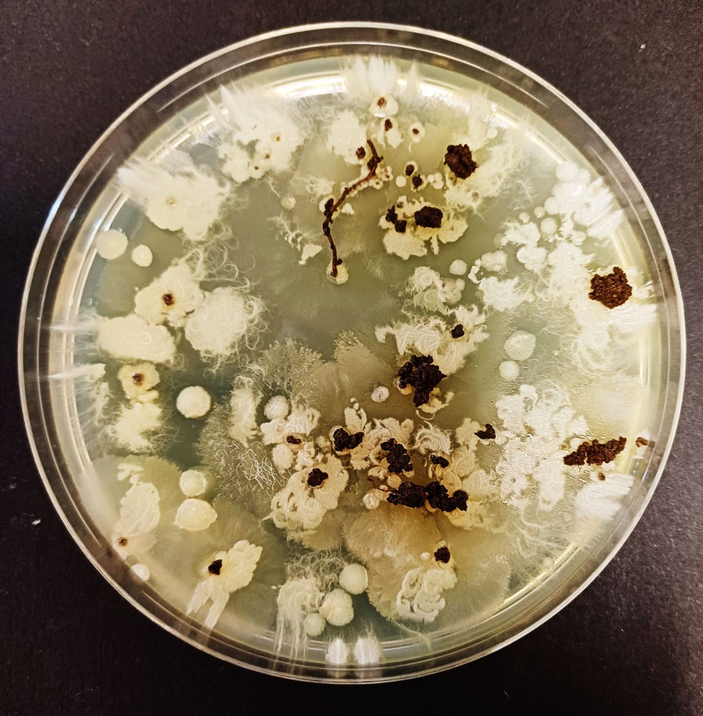 Soil Sampling Workshops and the Plant Power&nbsp;Event