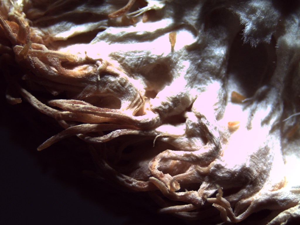 A dramatically lit microscopy image of a section of a Lions Mane Mushroom